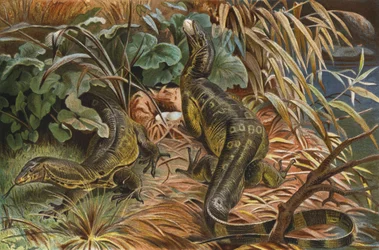 Monitor Lizard
